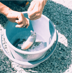 釣った魚